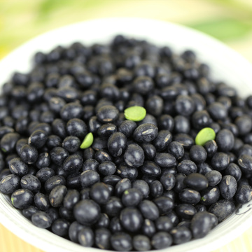 Wholesale Green Food Black Kidney Beans High Quality