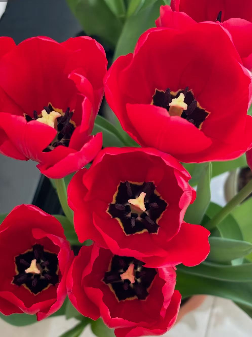Fresh cut Banner Red Tulip2