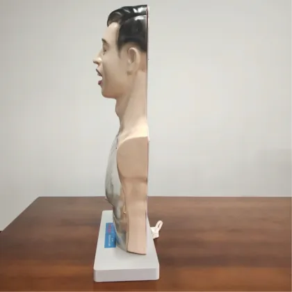 DARHMMY Transparent PVC Medical Gastric Lavage Training Model