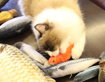 Cat Play Toys Accessories