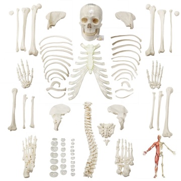 Life Size Medical PVC Human Plastic Skeleton Model FRT001-2