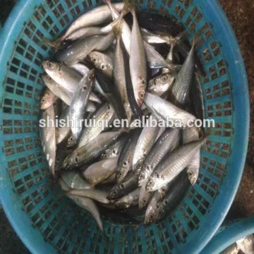 Blue scad whole round scad for tuna bait