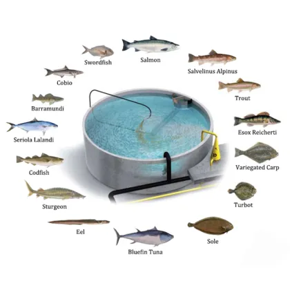 Commercial RAS Aquaculture for Tilapia and Salmon Farming