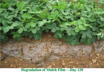 Plastic Film Manufacturer Go Green with Biodegradable Mulch Film