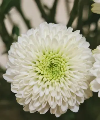 Spray Chrysanthemum Cologne perfume