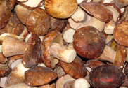sell forest mushrooms