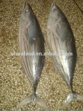 Frozen Skipjack Tuna