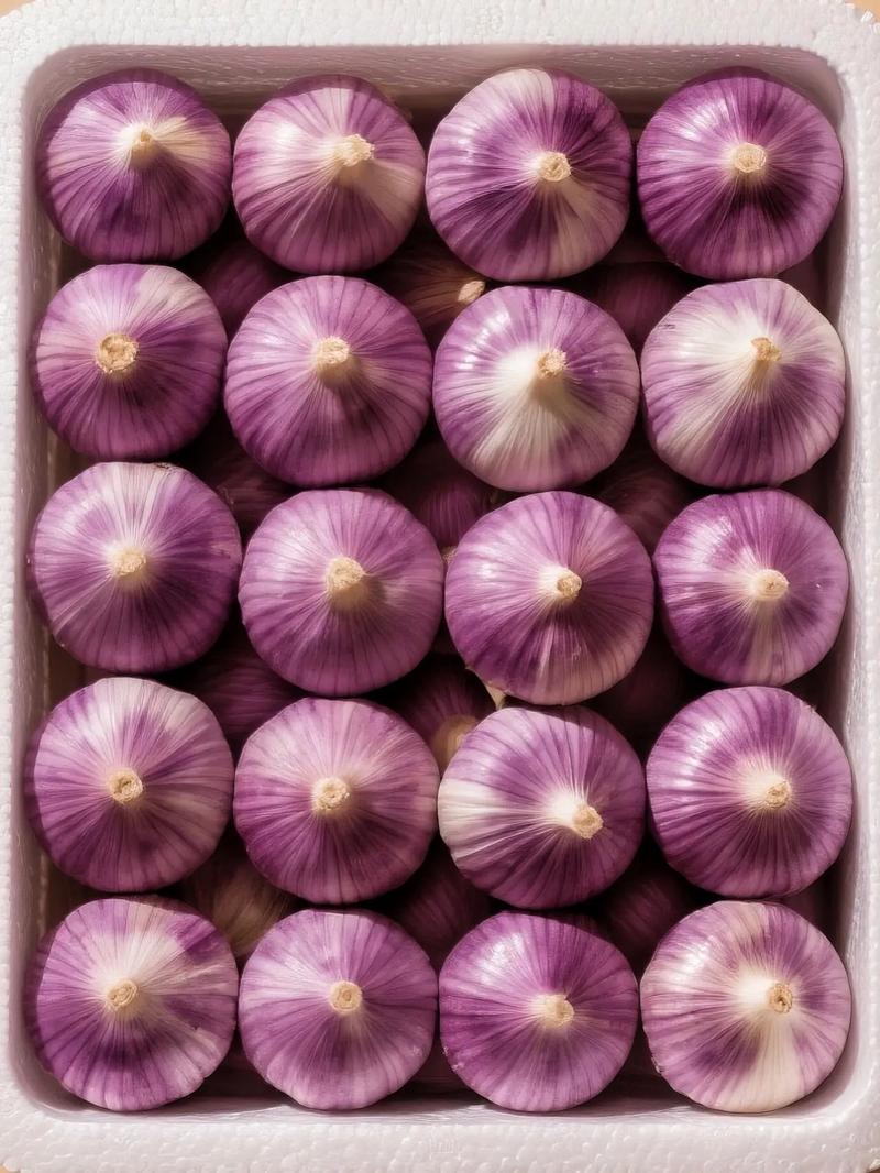 حبه سیر بنفش با کیفیت بالا برش خورده جدید