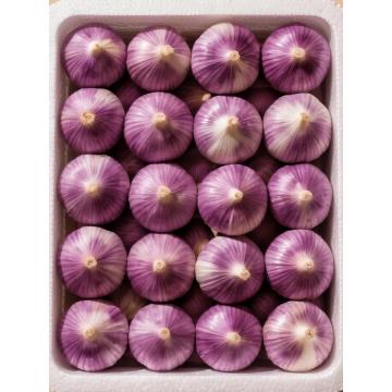 নতুন ক্রপড উচ্চ মানের বেগুনি রসুনের লবঙ্গ