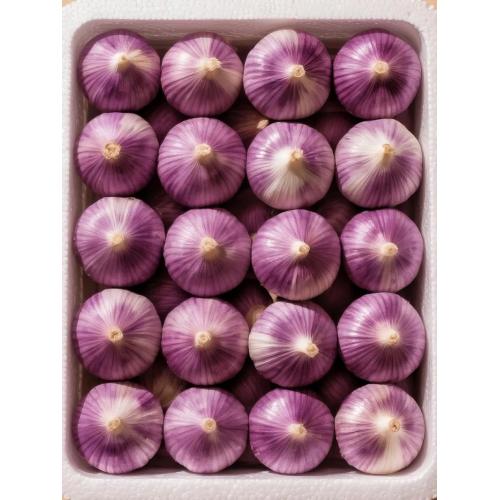 حبه سیر بنفش با کیفیت بالا برش خورده جدید