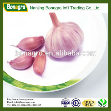 Fresh Garlic price hot sale