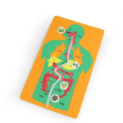 Small Production DIY Digestive System Jigsaw for Kindergarten Science Education