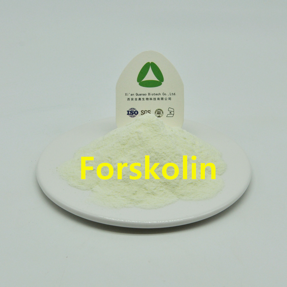 Medische intermediaire ingrediënten kruid forskolin poeder