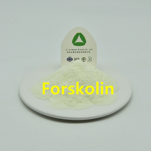 Ingredientes intermediários médicos Herb Forskolin Pó