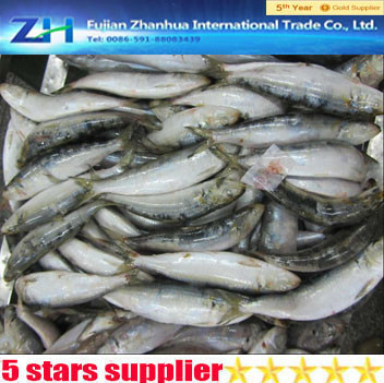 New arrive ! Frozen seafood sardine fish /canned sardine,HGT sardine