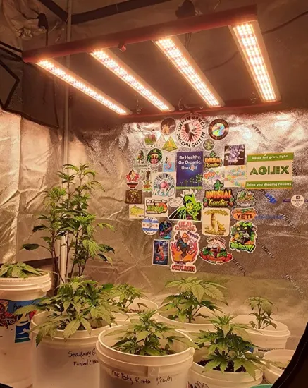 Hosehold Small Dimming 240w LED Grow Lights