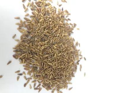 Hybrid flower company supply callistephus chinensis seeds