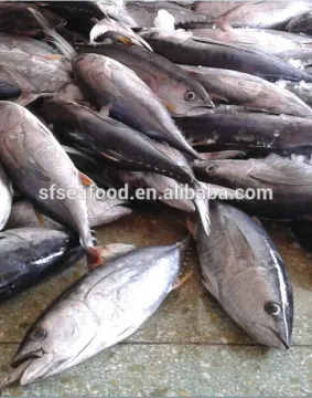 yellowfin tuna/longfin tuna