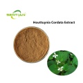Wholesale Organic Houttuynia Cordata Extract Powder