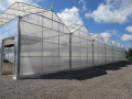 Poly Multi Span Greenhouse Film Greenhouse Bunga Greenhouse