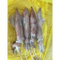 Frozen Loligo Squid Uroteuthis Chinensis 22-29cm