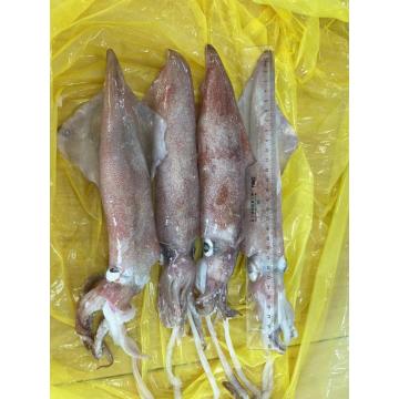 Frozen loligo squid uroteuthis chinensis 22-29cm