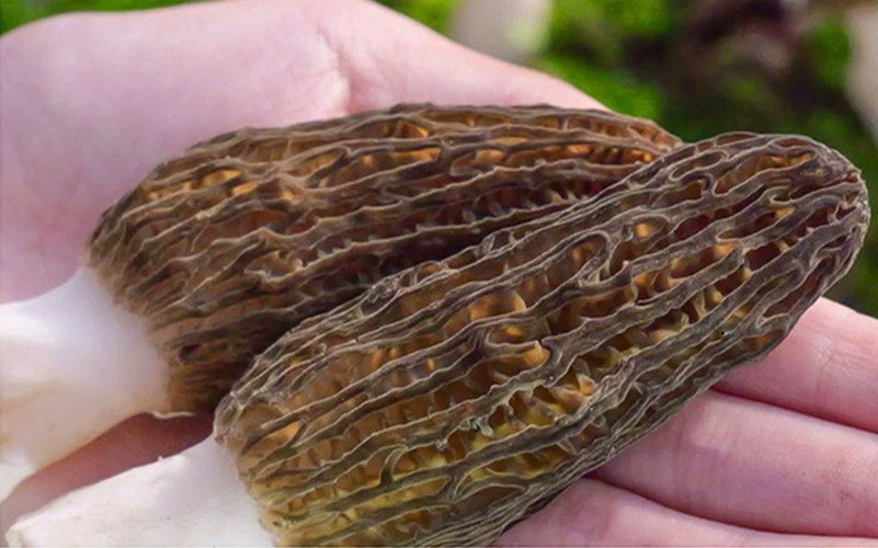 Dried Morel