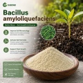 مسحوق Bacillus amyloliquefaciens للزراعة والأسمدة الحيوية والأعلاف