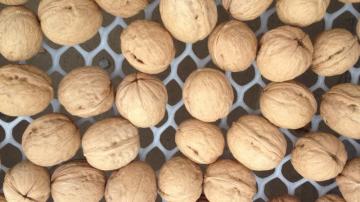 inshell Walnuts, Shelled Walnuts