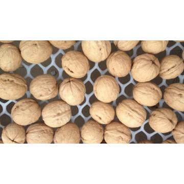 inshell Walnuts, Shelled Walnuts