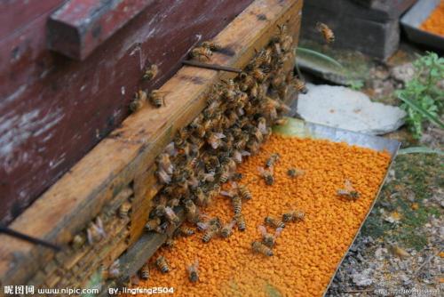 Polline dell'ape di cibo sano