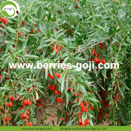 Lose Weight Nutrition Fruit Diet Conventional Goji Berries