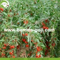 Afvallen Nutrition Fruit Dieet Conventionele Goji-bessen