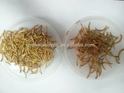 Natural pet food type dried mealworm