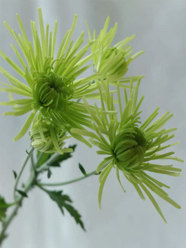 Green Firework spray chrysanthemum