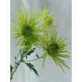 সবুজ আতশবাজি স্প্রে chrysanthemum