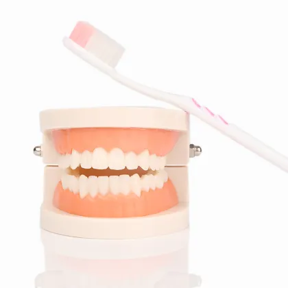 Orthodontic Dental Pathological Implant Teeth Model Study