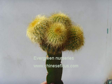 Notocactus leninghausii