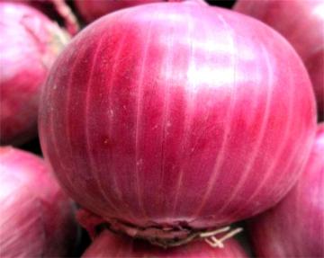Wholesale organic fresh red onion