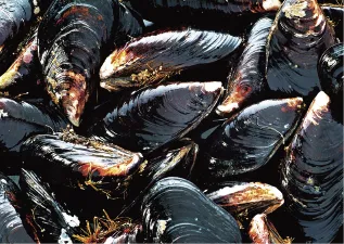 Frozen Mussel Meat Frozen Cooked Mussel