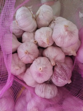 Normal white garlic fresh