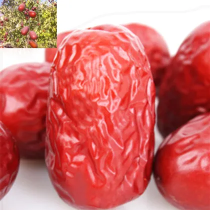 Roasted Dried Red Chinese Dates