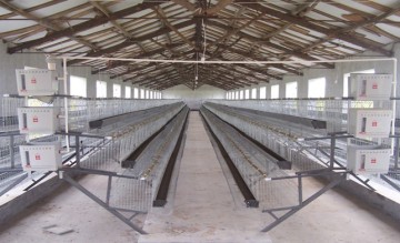 A type low-priced quality layer chicken cage