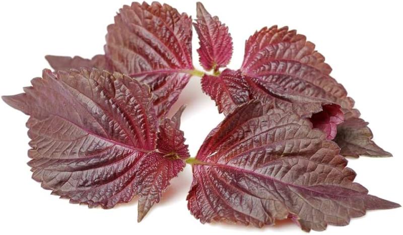 Free Sample Perilla Frutescens Extract Powder