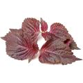 Free Sample Perilla Frutescens Extract Powder