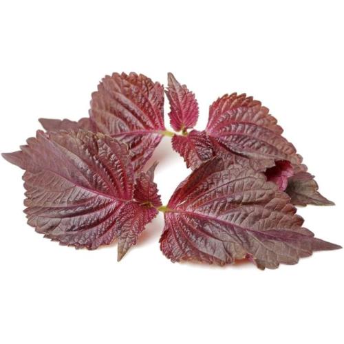 Free Sample Perilla Frutescens Extract Powder