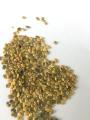 Touchhealthy suministro de semillas de Crotalaria mucronata para plantar