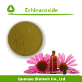 Echinacea Purpurea Extract Echinacoside 4% Powder Price