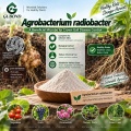 Agrobacterium radiobacterium Microbial Powder للتحكم الحيوي في Crown Gall