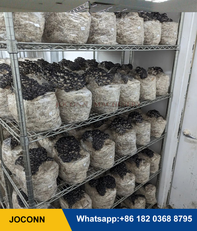 Metal Shelves for Commercial Mushroom Greenhouse Growing